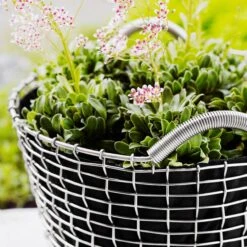 Korbo Classic 50 -Globen Meubilair Winkel 21995 02 04 5476aab3cb