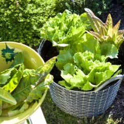 Korbo Classic 24 -Globen Meubilair Winkel p 12606 01 07 bf6abfd640